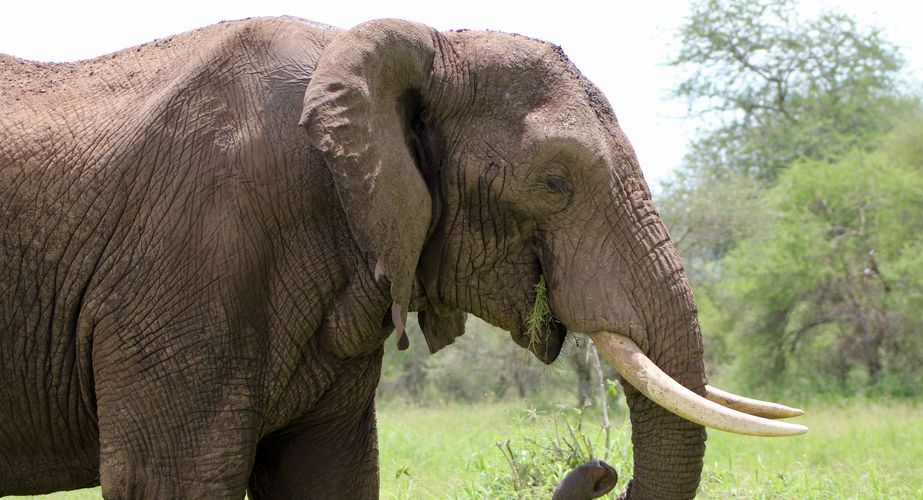 Singlereizen Tanzania olifanten